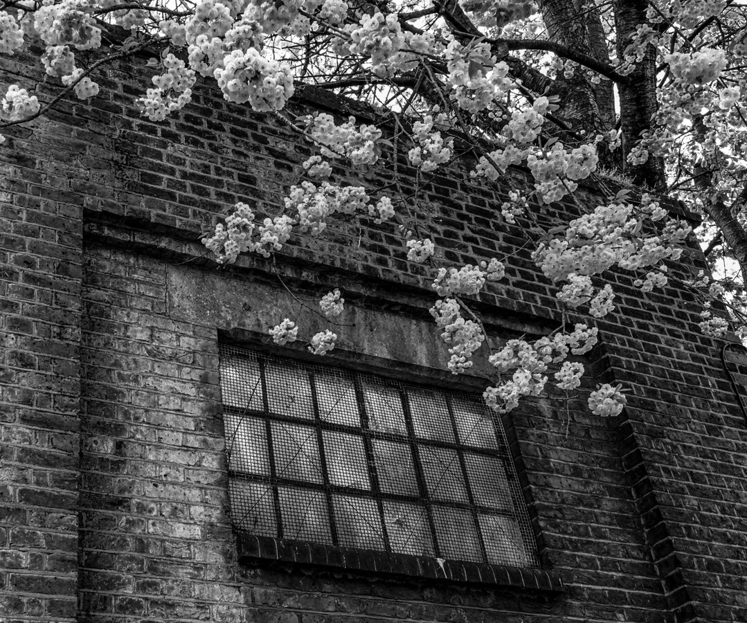 Urban Blooms - Samantha Innard